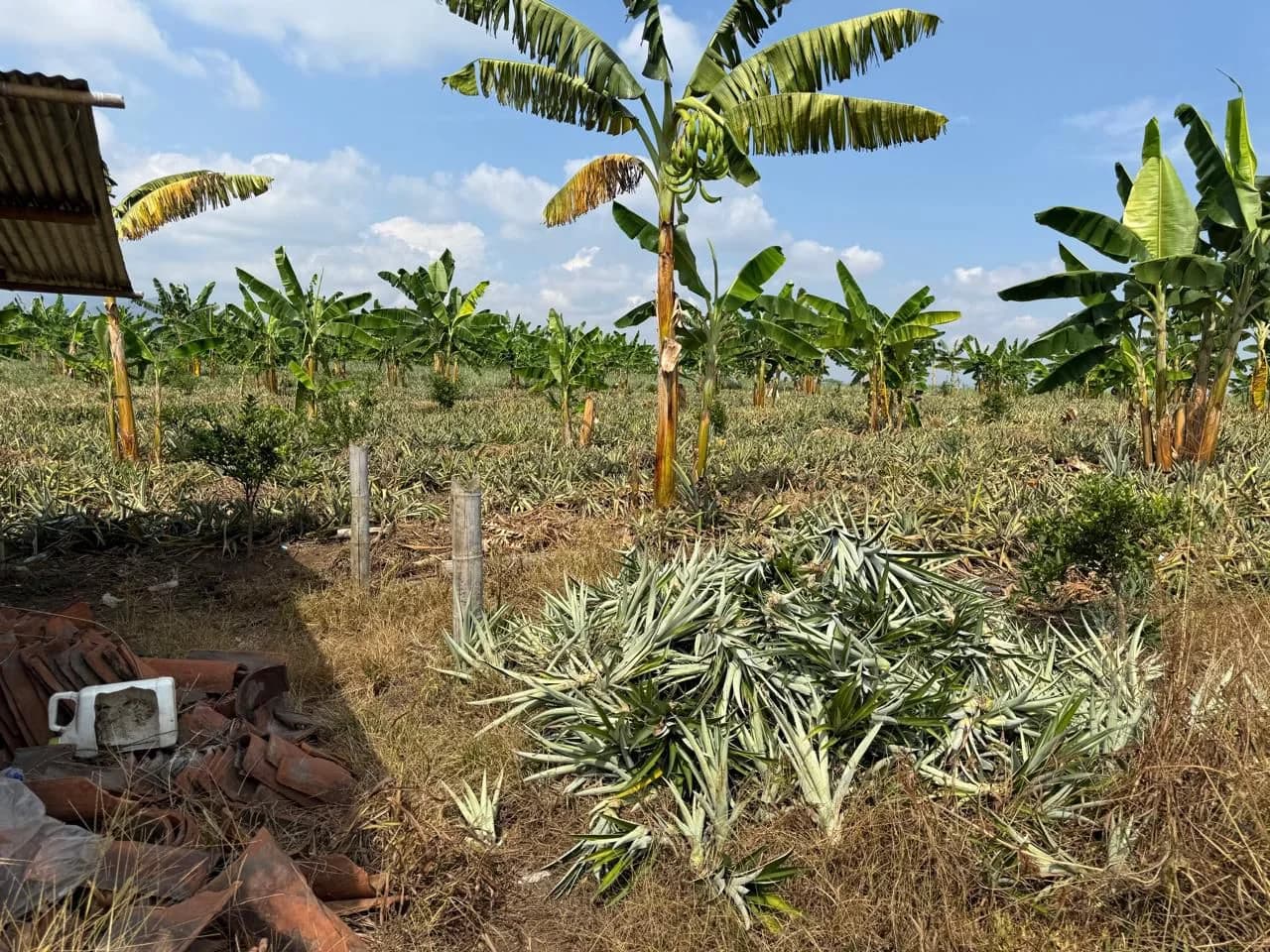 Material vegetal de piña preparado para la siembra
